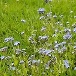 Alpska Astra Kranjska Gora