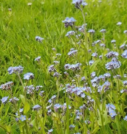 Alpska Astra Краньска Гора