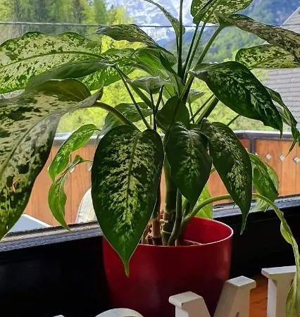 Alpska Astra Краньска Гора