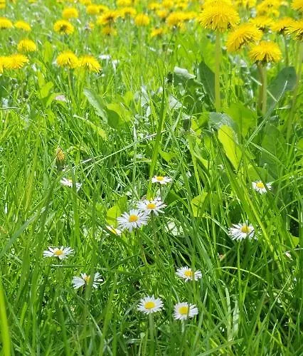 Alpska Astra Kranjska Gora