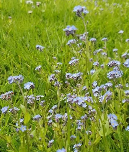 Alpska Astra Kranjska Gora