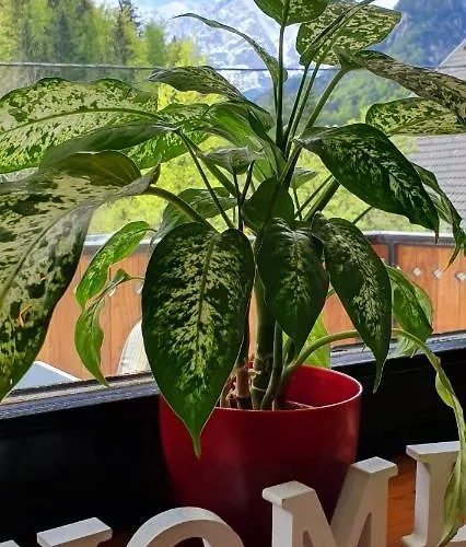 Alpska Astra Kranjska Gora